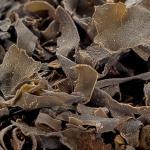 Chaluha bublinatá (Focus vesiculosus)